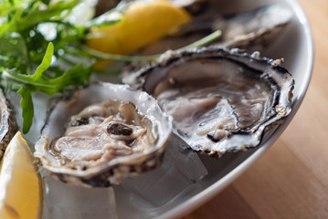 oyster on the ice