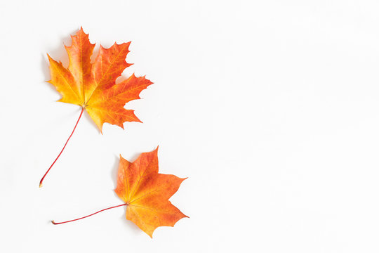 Autumn maple leaves on white background. Flat lay, top view, copy space