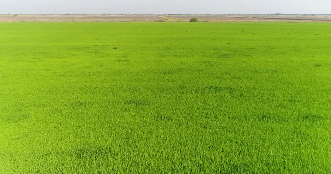 Aerial view, rice plantations, water meadow. Green rice field.