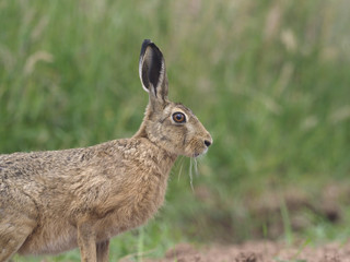 European brown hare, Lepus europaeus