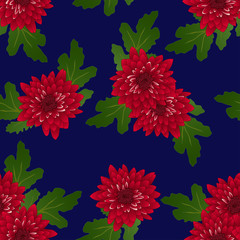 Fototapeta na wymiar Red Chrysanthemum on Navy Blue Background