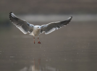 Black Headed Gull 