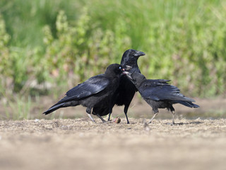 Carrion crow, Corvus corone