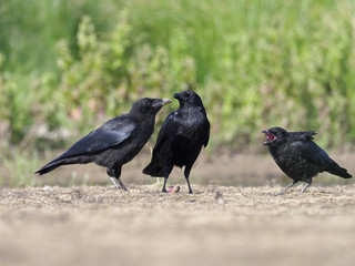 Carrion crow, Corvus corone