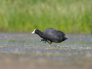Coot, Fulica atra
