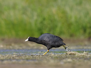 Coot, Fulica atra