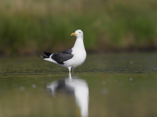 Lesser black-backed gull, Larus fuscus