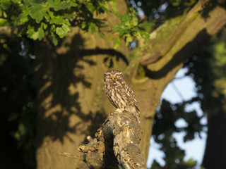 Little owl, Athene noctua