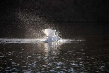 水浴びをする白鳥