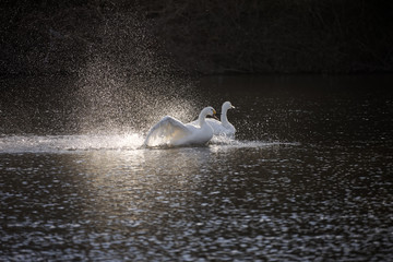 水浴びをする白鳥