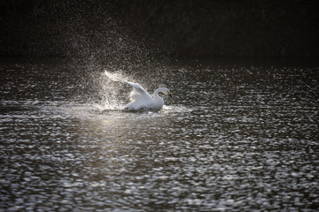 水浴びをする白鳥