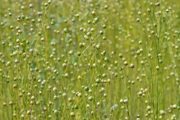 dry seed capsules of common flax (Linum usitatissimum) in a field