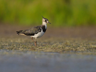 Northern lapwing, Vanellus vanellus