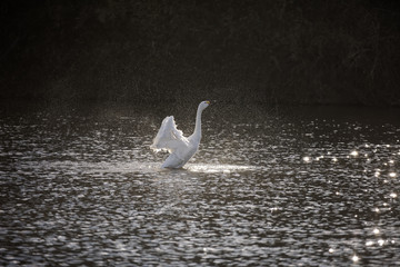 水浴びをする白鳥