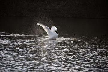 水浴びをする白鳥