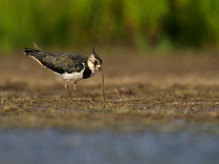 Northern lapwing, Vanellus vanellus