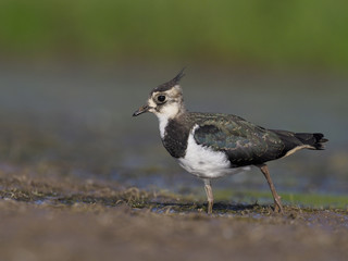 Northern lapwing, Vanellus vanellus