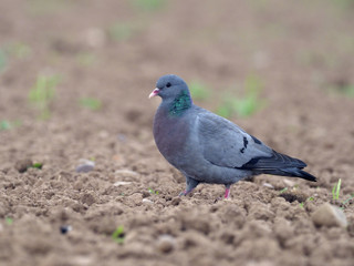 Stock dove, Columba oenas