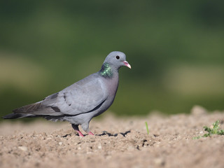 Stock dove, Columba oenas