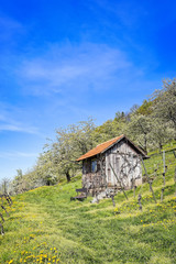 Obraz premium Wooden hut on meadow in vineyards