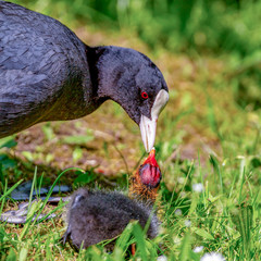 Coot with chicks in the meadow