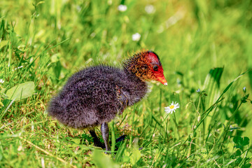 Coot chicks in the meadow