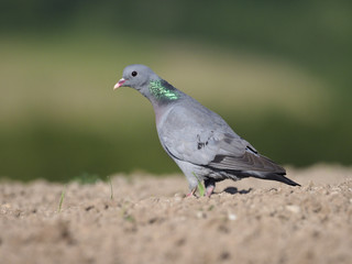 Stock dove, Columba oenas