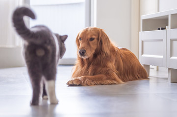 British short hair cat and golden retriever