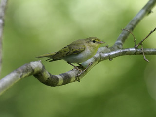 Wood warbler, Phylloscopus sibilatrix