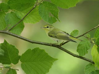 Wood warbler, Phylloscopus sibilatrix