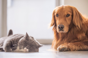 British short hair cat and golden retriever