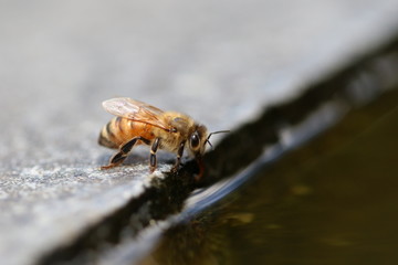 bee