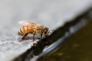 bee