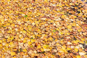 The yellow leaves are in the water