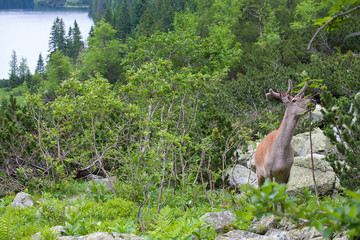 Deer in the mountain forest.
