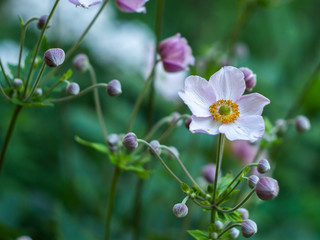 Obraz premium A Floral natural delicate background. Anemone. Japanese anemone (Anemone hupehensis) in flower. 