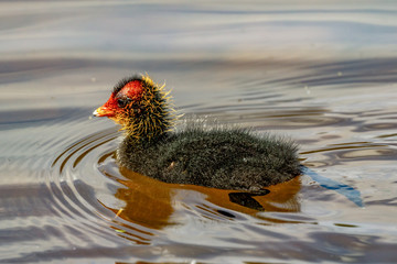 Coot chicks in the water