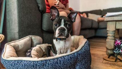 The Stare Of A Boston Terrier Pup.