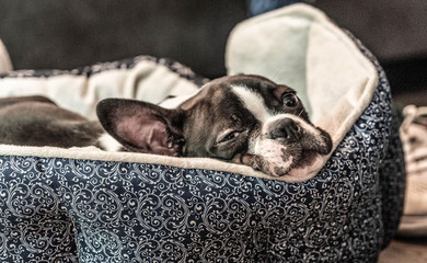 Boston Terrier Sleepy Head In Comfy Bed