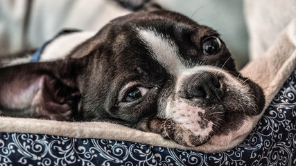 Closeup View Of Boston Terrier Resting Face On Pillow Bed