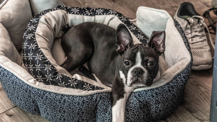 Boston Terrier Closeup In Play Bed Looking Directly Into Camera