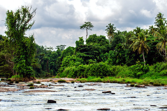 Jungle around the beautiful river, in which elephants are bathed  in the Pinnawala Elephant Orphanage, Sri Lanka.