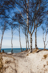 birch on the beach near the sea on a hot sunny summer afternoon
