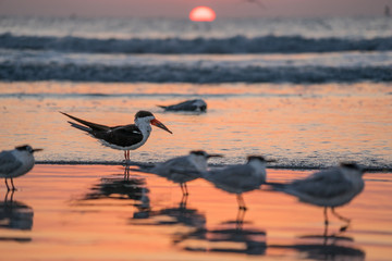 Sea Birds Along The East Coast Of Florida In Cocoa Beach With Sunrise In Background