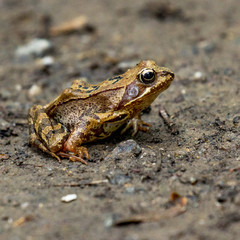Frog on a walk
