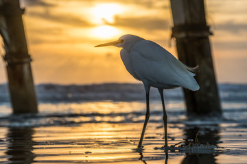 Beach Bird On The Shores Of East Coast Florida With Sunrise In Background