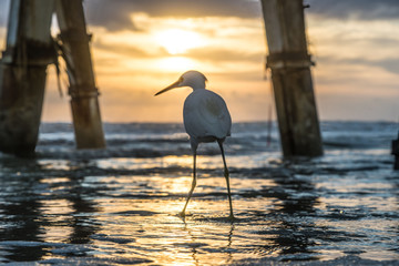 Beach Bird Beneath SunGlow Pier In Daytona, Showing Some Personality With Sunrise