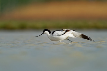 Pied Avocet - Recurvirostra avosetta on the lake on migration