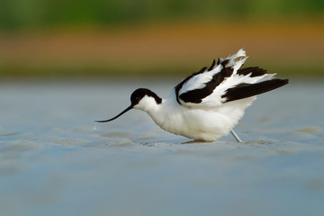 Pied Avocet - Recurvirostra avosetta on the lake on migration