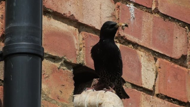 A starling lands on a white plastic drain pipe by a red brick wall, perches for a moment, looks around with its beak full of food, then disappears along the pipe into a hole in the wall in slow motion